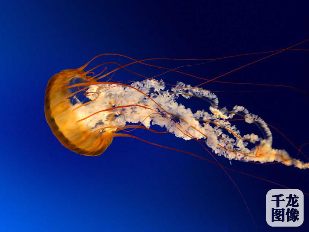 Jellyfish