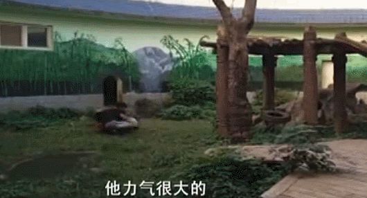男子和大熊猫扭打 被“功夫熊猫”搂抱压倒后攀爬逃离
