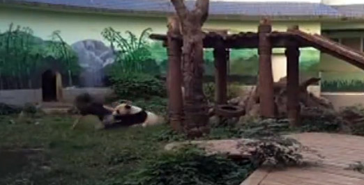 男子和大熊猫扭打 被“功夫熊猫”搂抱压倒后攀爬逃离