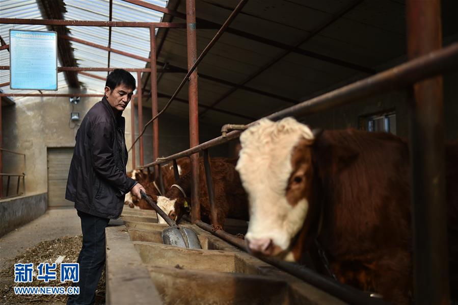 养牛人的千万致富经(组图)(2)-千龙网·中国首