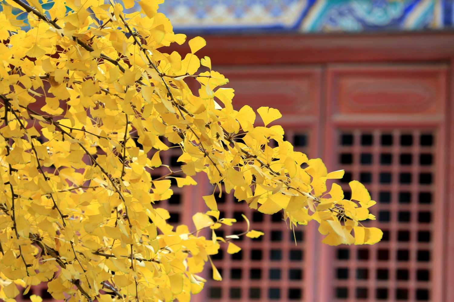 郑州:千年银杏一片金黄 少林寺入冬景色迷人