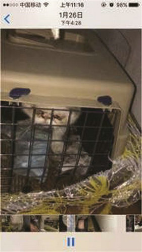 女子8000元网购加菲猫收到土猫