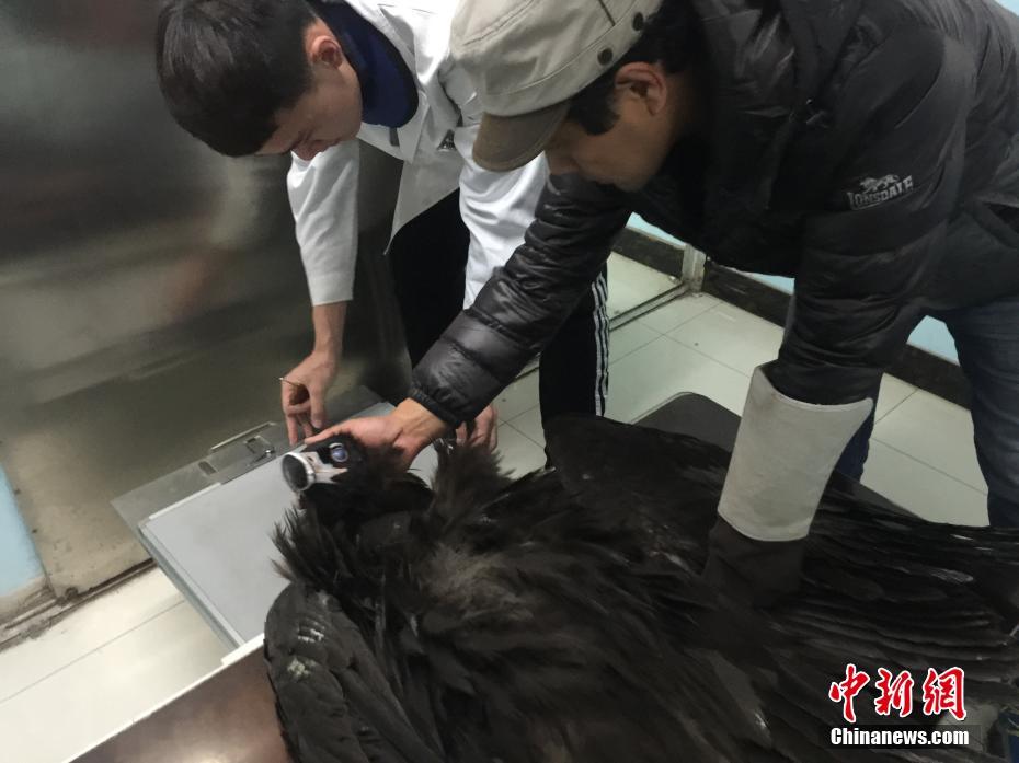 “落难”猛禽在沈阳进行接骨手术