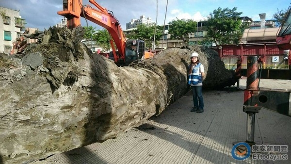 工地挖出30米5000年神木：无价之宝