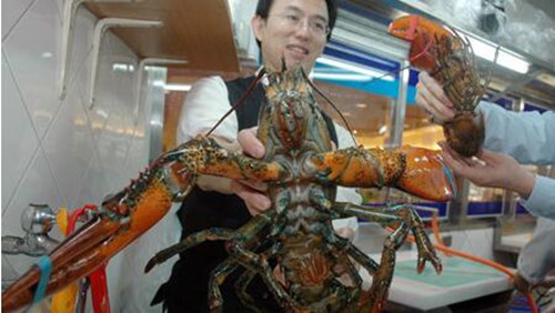 震撼！实拍渔民捕获的超大龙虾。