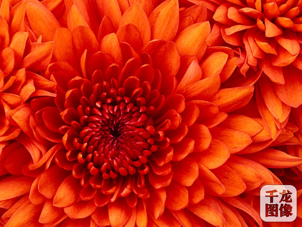 Chrysanthemum