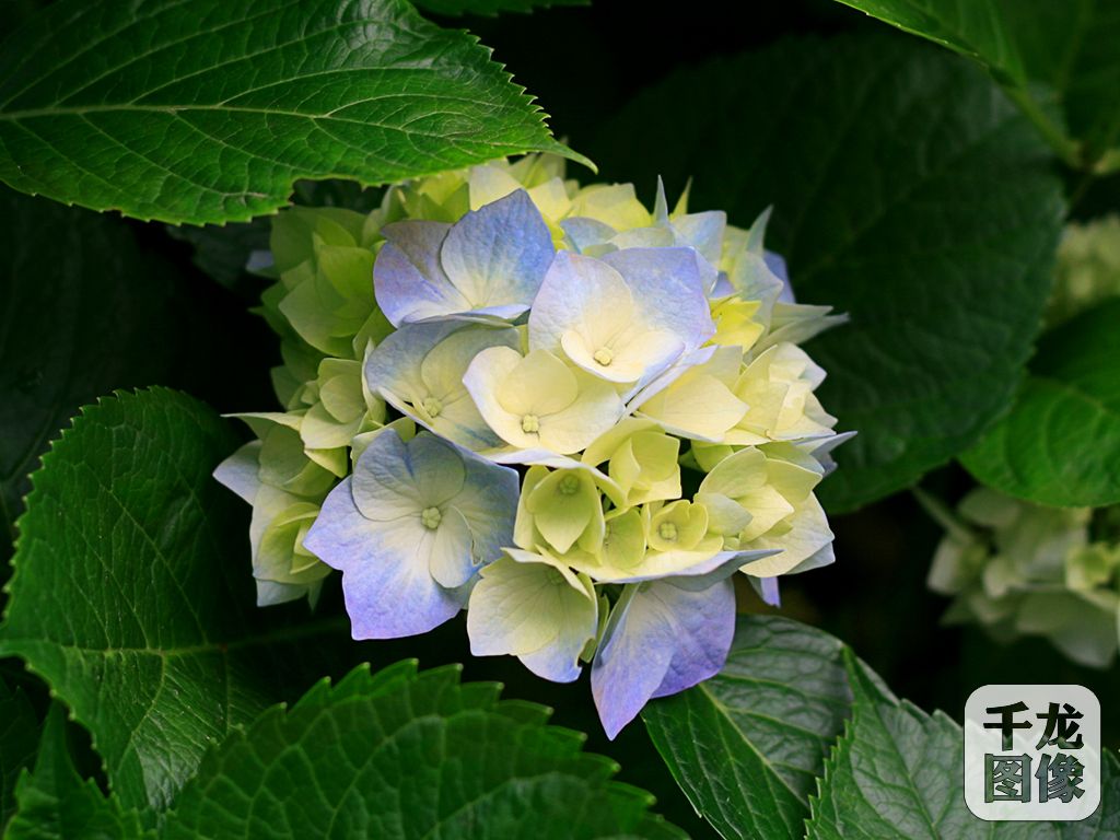 Hydrangeas