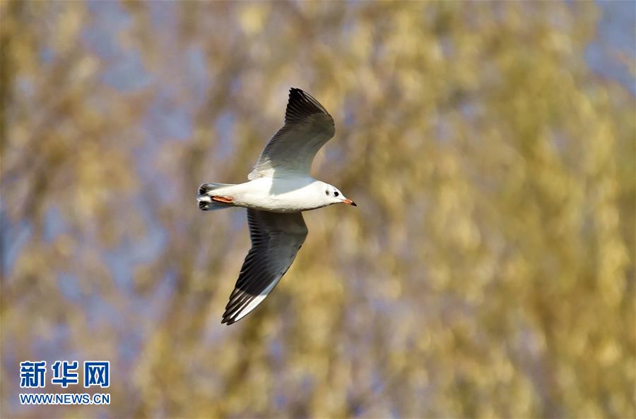 （生态）（2）北京：候鸟翱翔野鸭湖