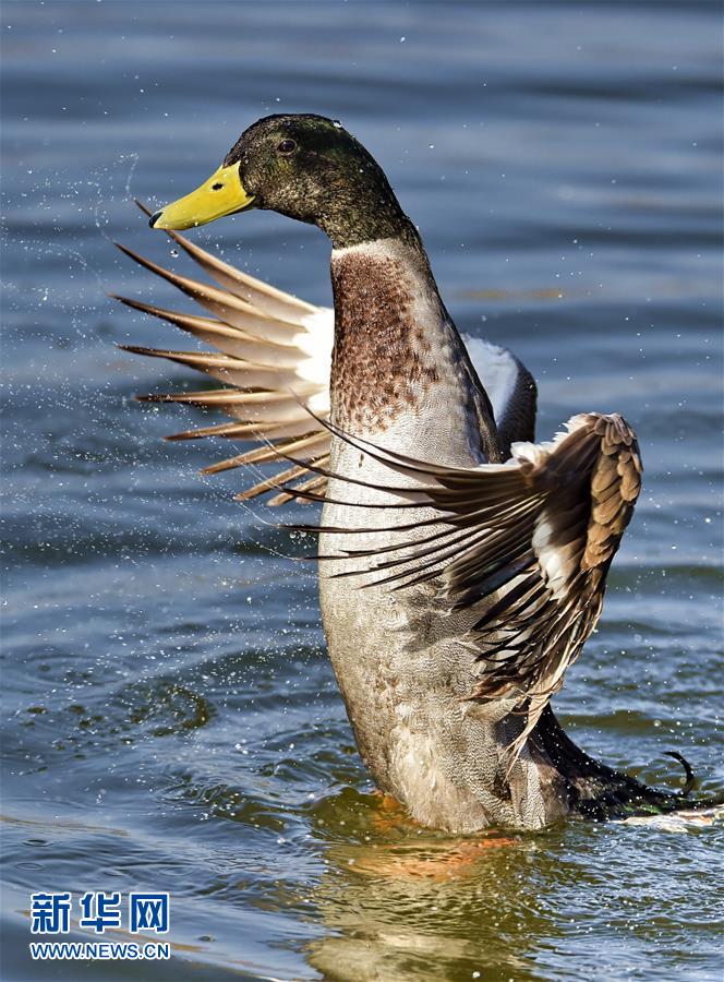 （生态）（4）北京：候鸟翱翔野鸭湖