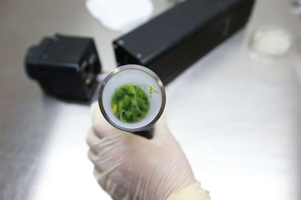 天宫二号部分实验样品回收 太空种子开花结荚
