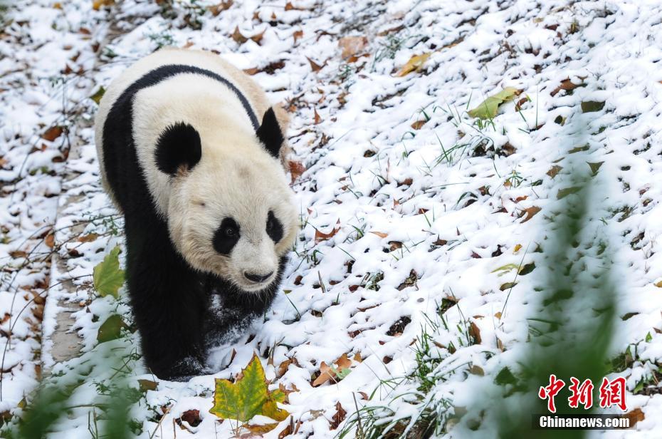 济南迎首场降雪 大熊猫雪中漫步