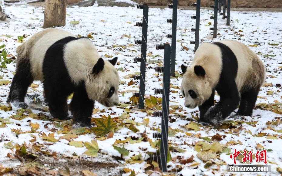 济南迎首场降雪 大熊猫雪中漫步