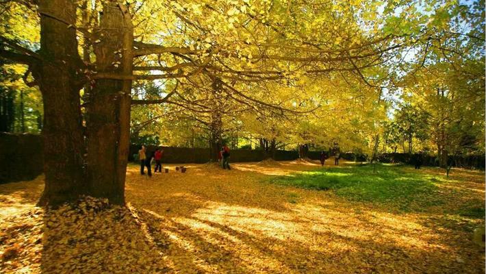 这个季节到昆明看银杏 目睹南方最美的秋(3)-千