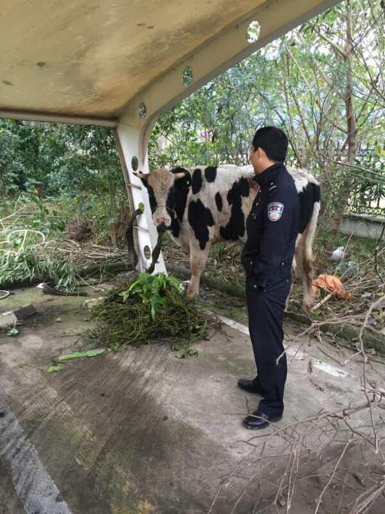 高速上
奶牛
闹情绪瞎走 交警有过
牧牛
经历见招拆招