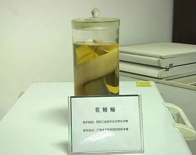 目前能确定的是，照片拍摄地点确实是在武鸣的灵婉湖，灵婉湖内天然存在着野生的花鳗鲡，但同时他们也调查到，在灵婉洞旁边几十米的地方，也有一个鳗鲡养殖场，养了两个品种，一个是花鳗鲡，一个是欧洲鳗。
