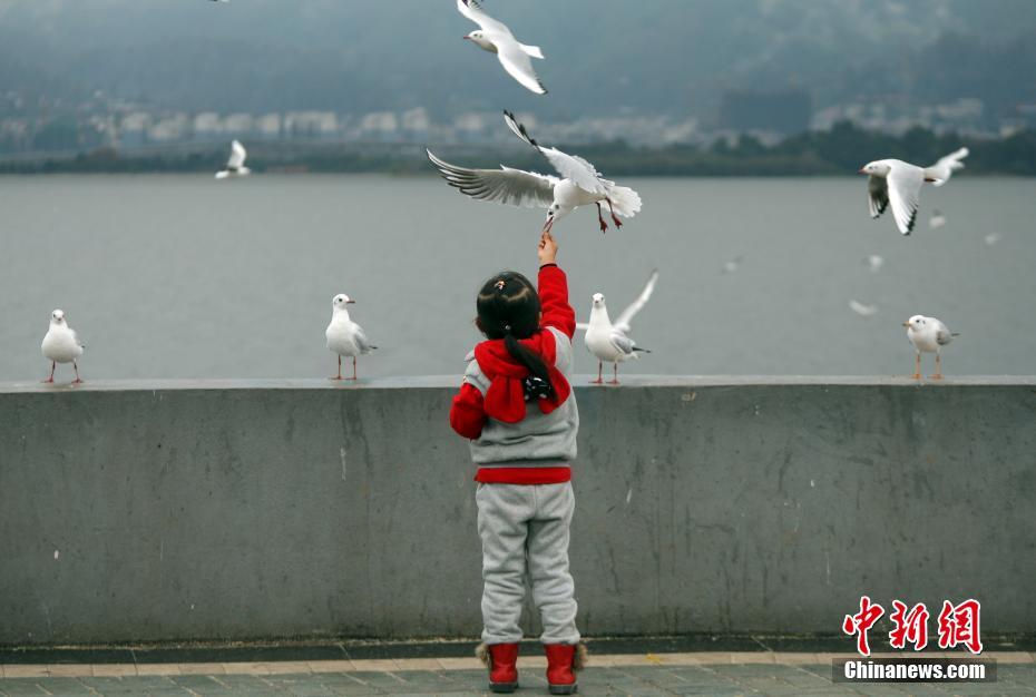 昆明市民微雨中观鸥