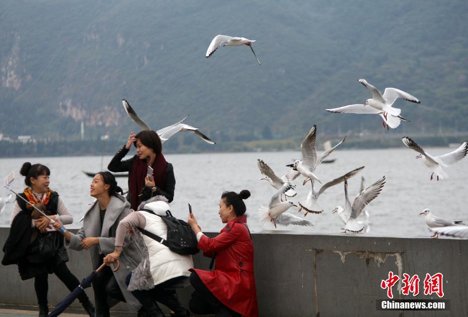 昆明市民微雨中观鸥