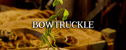 看《神奇动物在哪里》之前,必须知道的50件事