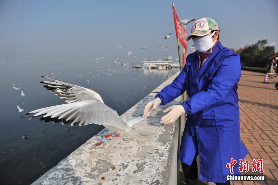 昆明百只红嘴鸥进行环志 佩戴“身份证”