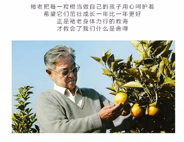 褚橙