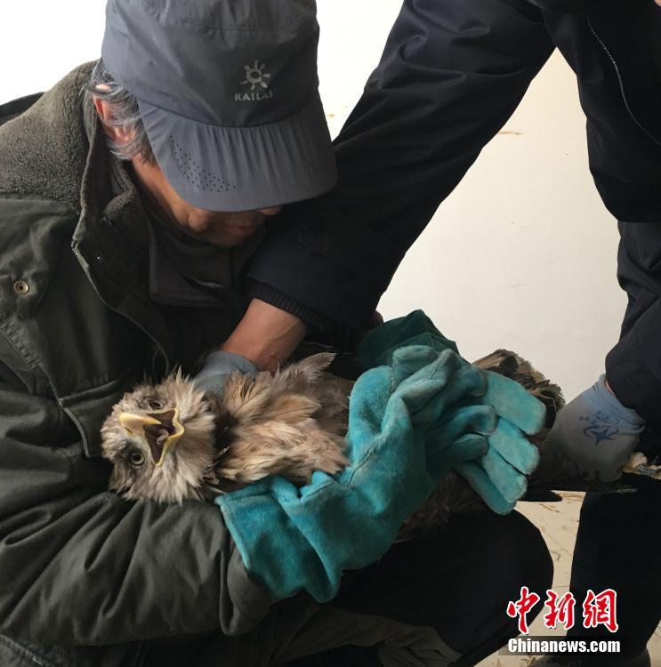 海雕遇险失联 沈阳志愿者携犬跨省营救