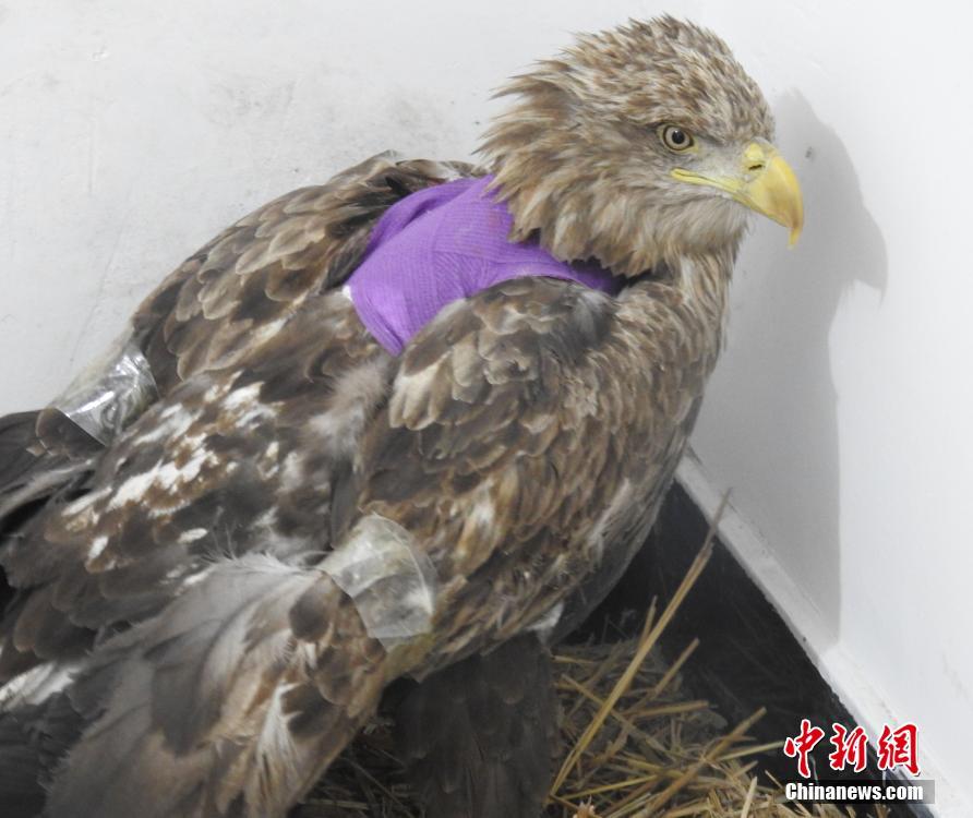 海雕遇险失联 沈阳志愿者携犬跨省营救