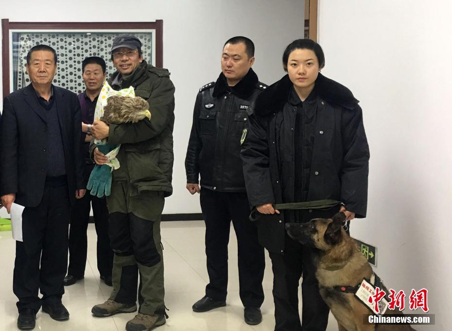 海雕遇险失联 沈阳志愿者携犬跨省营救
