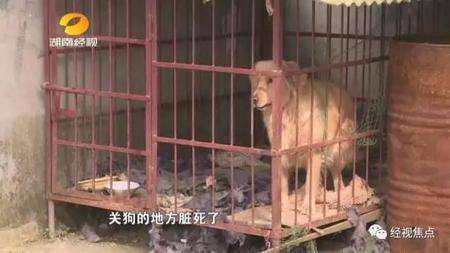 网曝母亲为打麻将把3岁儿子锁进狗笼