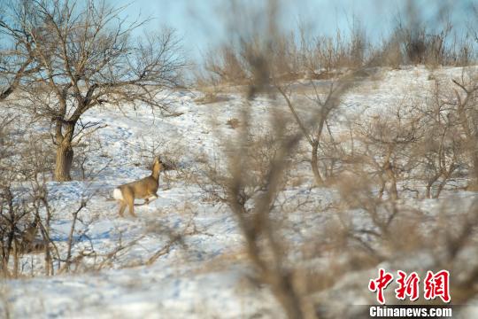 图为在东乌珠穆沁旗苏木呼日其格嘎查牧民的草场里，狍子在“闲逛”。　白嘎利 摄