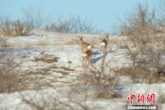 锡林郭勒草原生态好转傻孢子现身牧民草场
