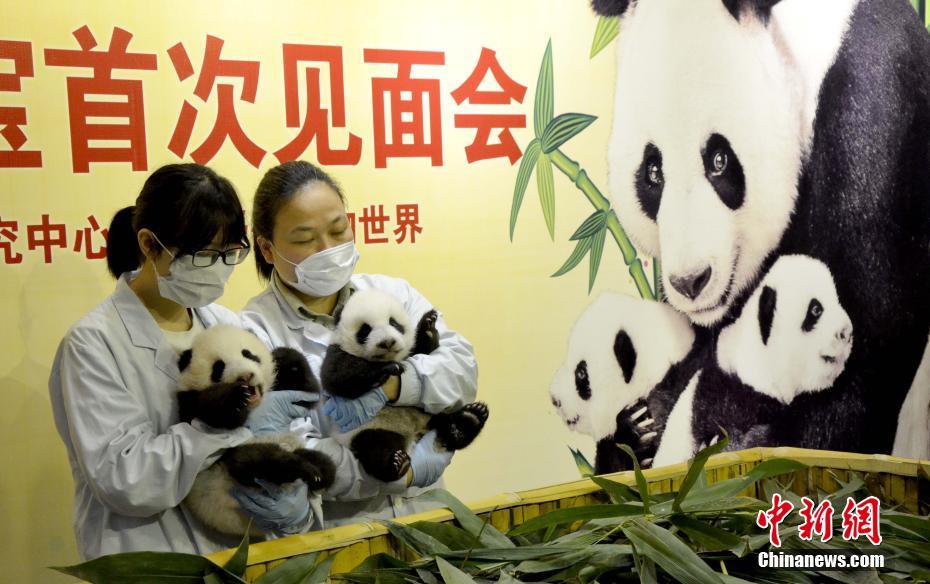 广州成功繁育大熊猫双胞胎