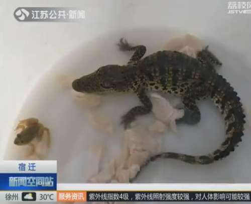 视频截图