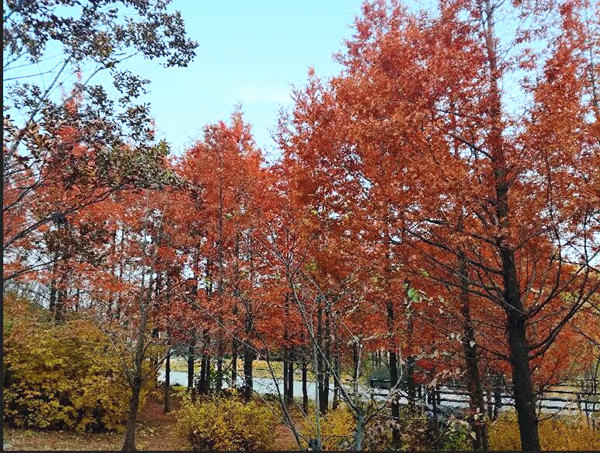 等京城雾霾散去 来这些免费公园透透气吧 千龙网 中国首都网