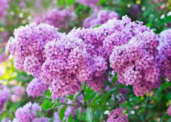 慎点!你从未见过的北京最美的花儿(3)-千龙网·