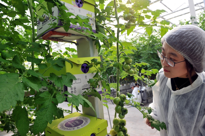 北京郊区宏福农业产业园智能温室春来早-千龙
