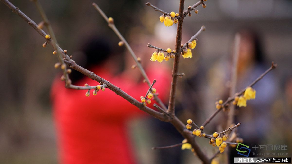 腊梅绽放添春色 游人拍照兴致浓-千龙网·中国