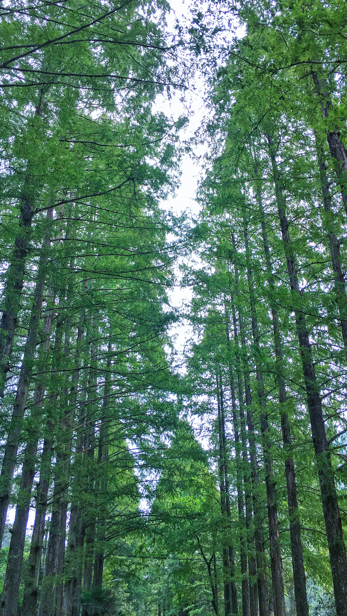 在云海里体验一把“醉氧”-千龙网·中国首都网