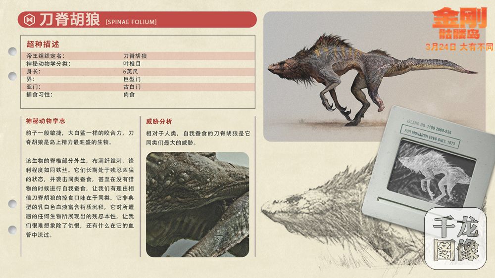 刀脊胡狼档案卡