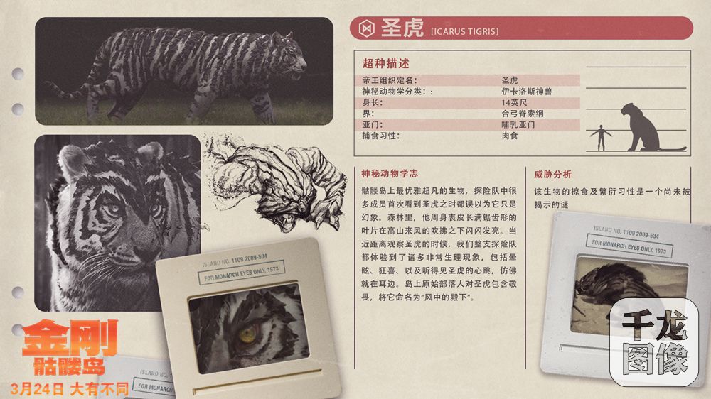 圣虎档案卡