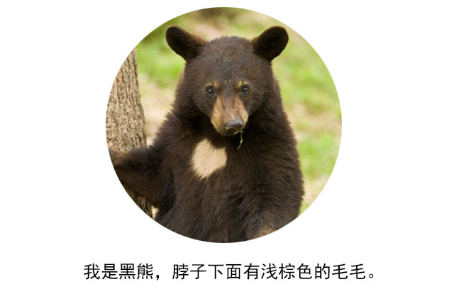 熊1