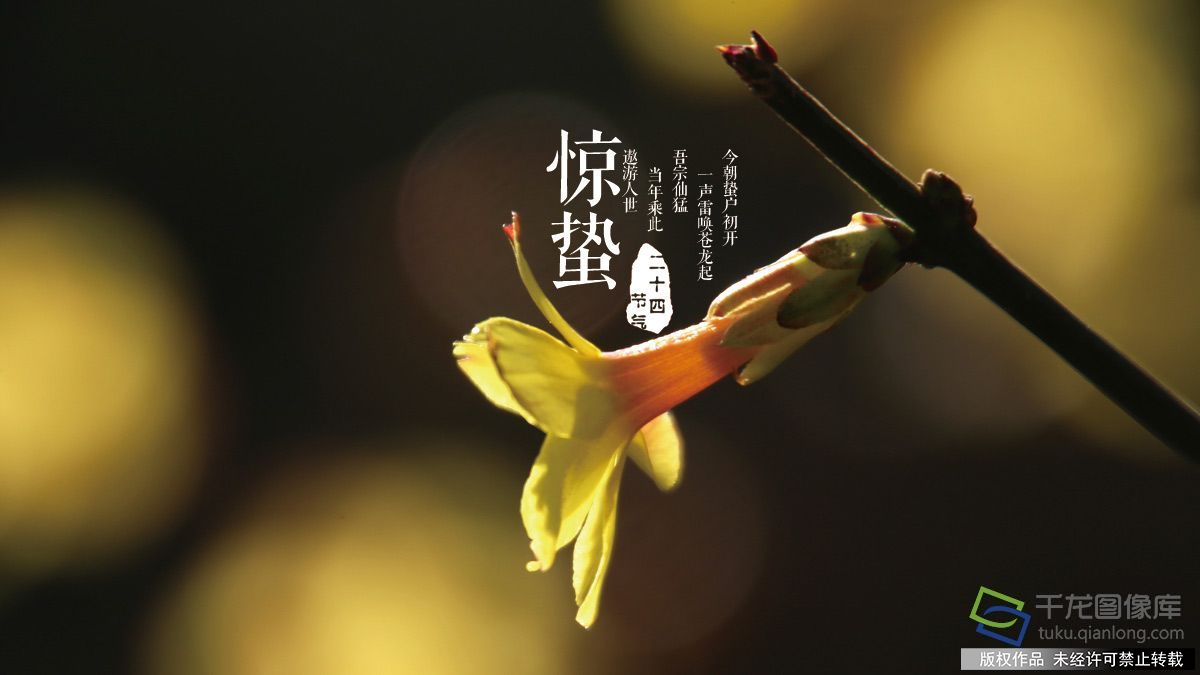 壁纸 昆虫 桌面 1200_675