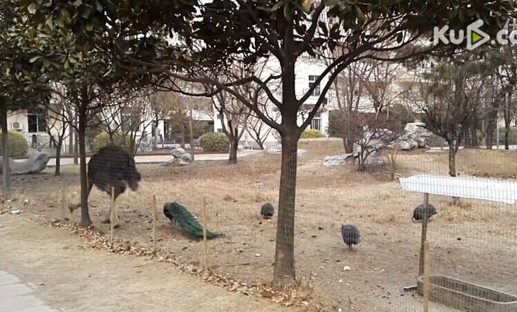 [香山评论] 校园建动物园跟南郭先生何异-千龙