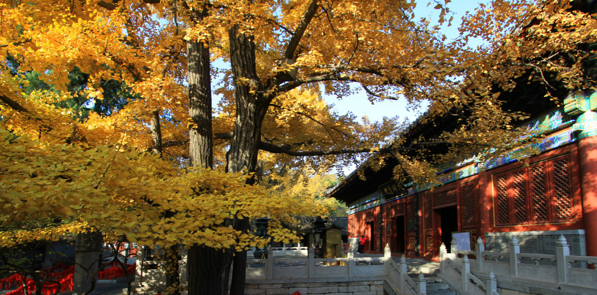 线路六：银杏秋黄