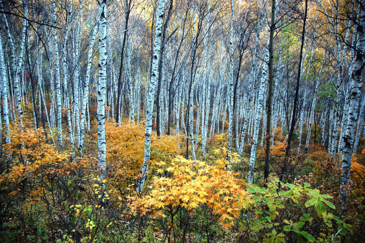 线路三：喇叭沟门白桦林