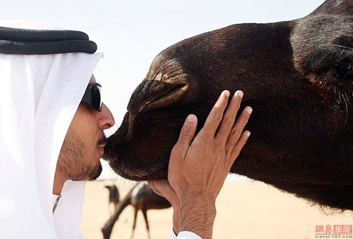 沙特阿拉伯骆驼戴假睫毛涂口红参加选美比赛(