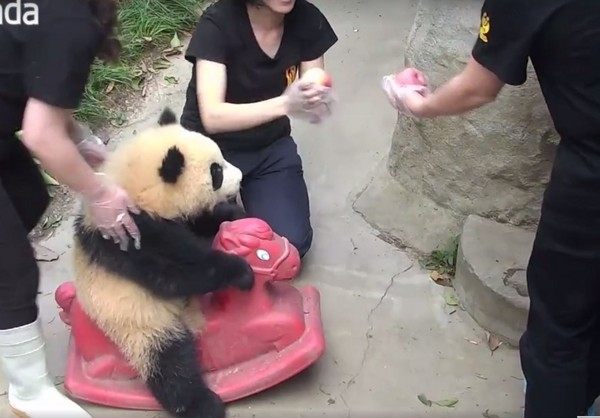 那只抱大腿的熊猫又来卖萌了:画面更可爱