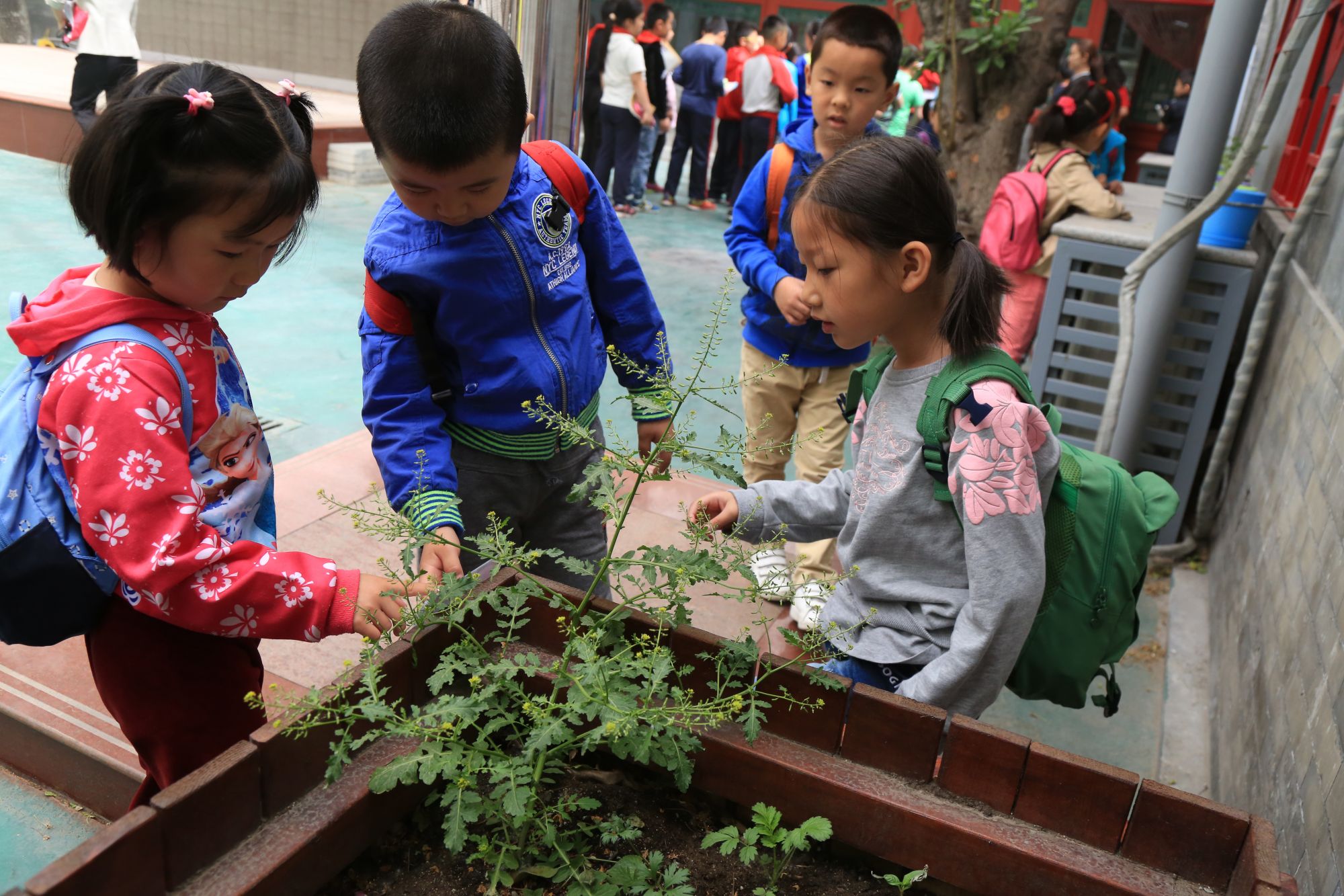 33-幼儿园小朋友参观一米田园（沈延华）