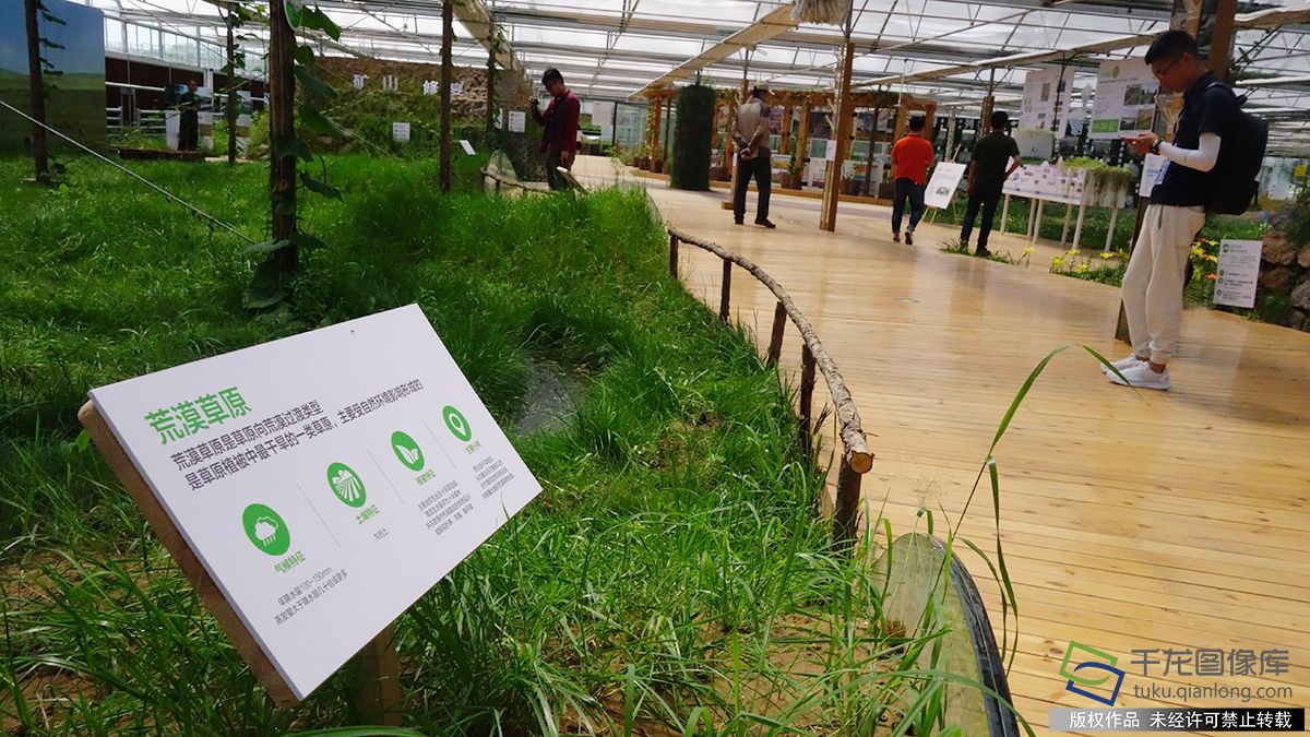 壮美内蒙古 亮丽风景线|蒙草:草原植物的保卫者