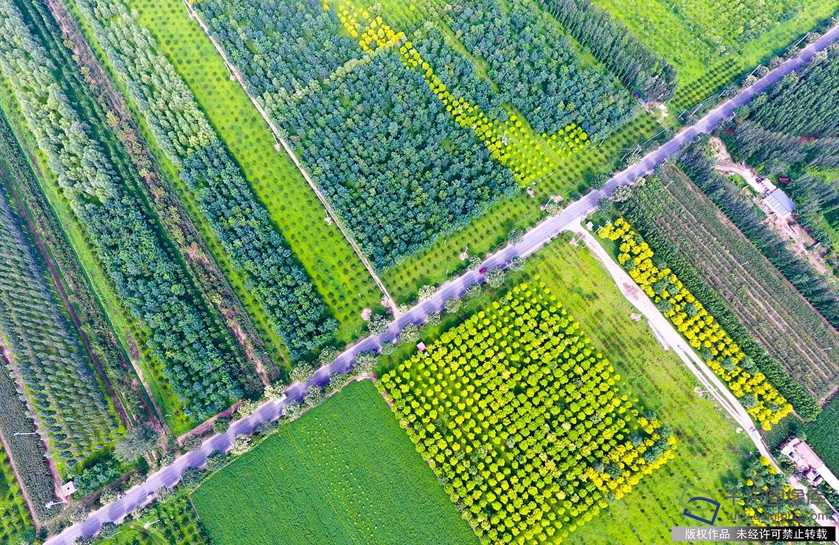 北京密云平原造林 改善环境见成效(4)