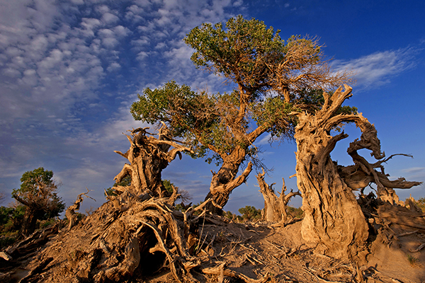 爱耀七夕 伊吾胡杨林景区推情侣门票2免1优